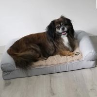 Traditions Animal Hospital ico