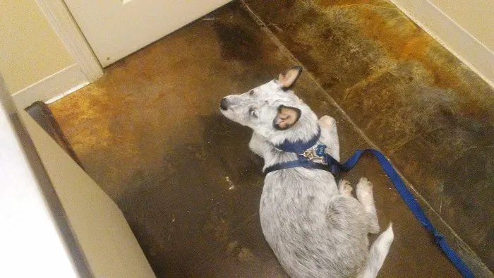 Traditions Animal Hospital Picture 3