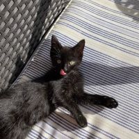 Magnolia Veterinary Hospital ico