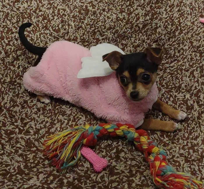 Magnolia Veterinary Hospital Picture 2