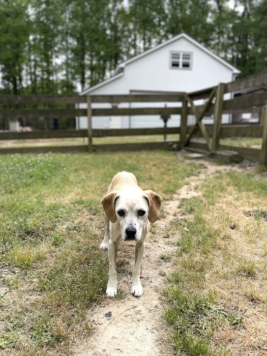 Braselton Animal Hospital Picture 6