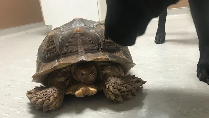 Hoschton Animal Hospital Picture 2