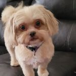 Hoschton Animal Hospital