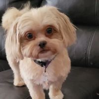 Hoschton Animal Hospital ico