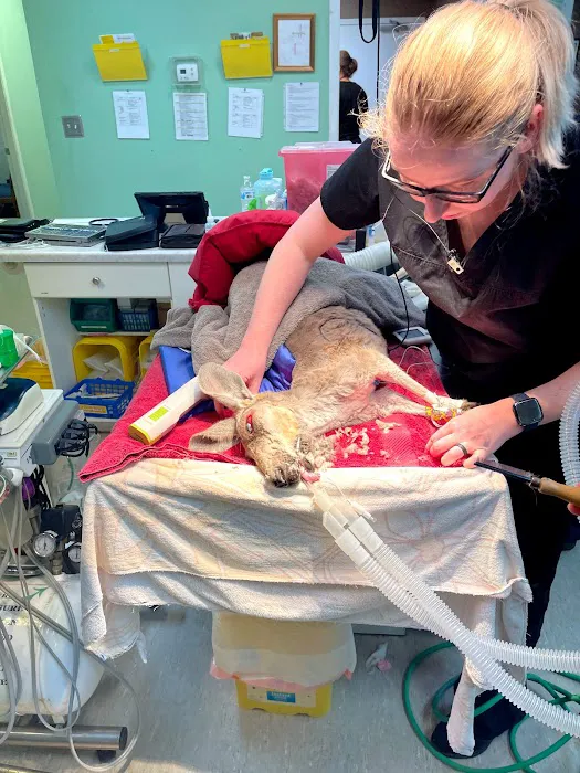 Hoschton Animal Hospital Picture 7