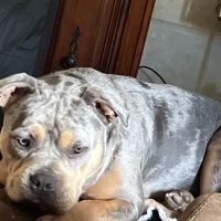 FairPet Surgery Center ico