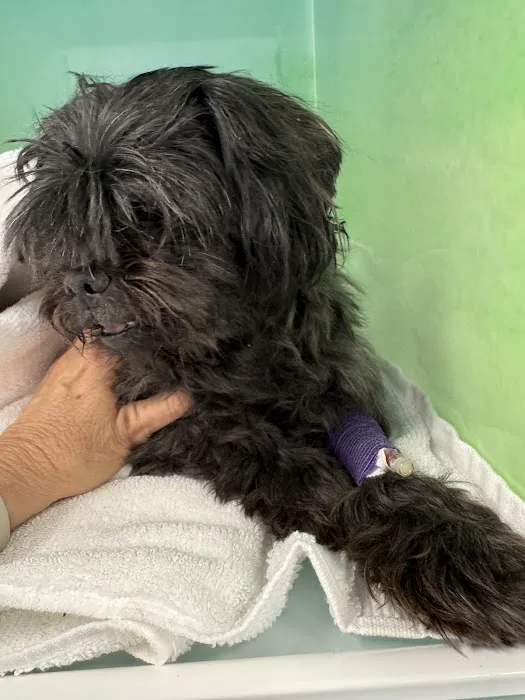 FairPet Surgery Center Picture 2