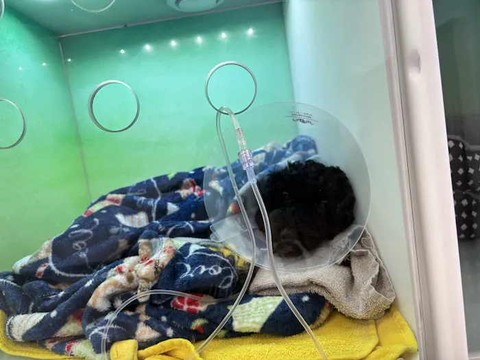 FairPet Surgery Center Picture 6