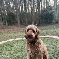Trickum Ridge Animal Hospital ico