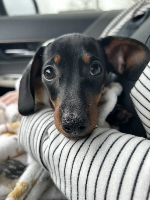 Crossroads Veterinary Hospital Picture 2