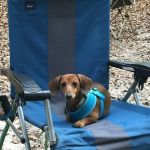 Crossroads Veterinary Hospital