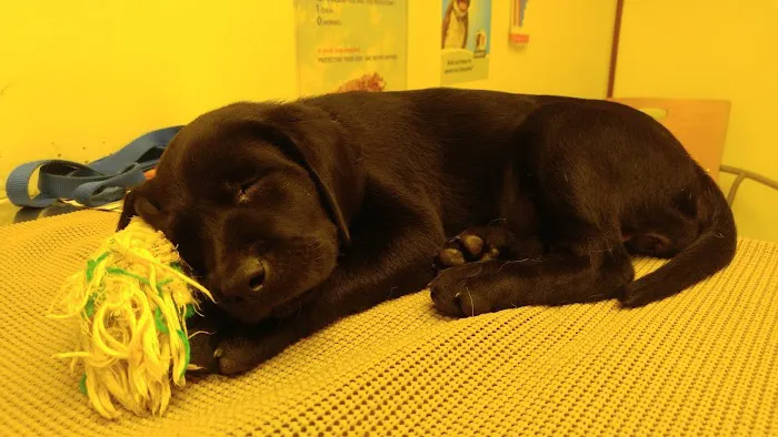 Woodstock Veterinary Hospital Picture 3
