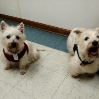 Woodstock Veterinary Hospital ico