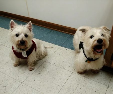 Woodstock Veterinary Hospital