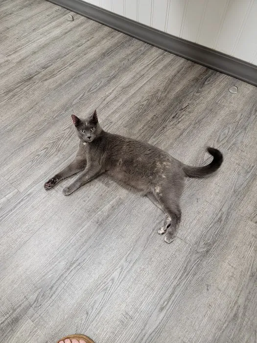 Woodstock Veterinary Hospital Picture 8