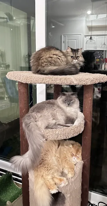 Community Cat Clinic Picture 1