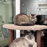 Community Cat Clinic ico