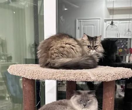 Community Cat Clinic