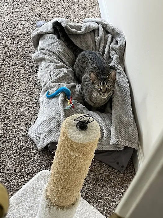 Community Cat Clinic Picture 5