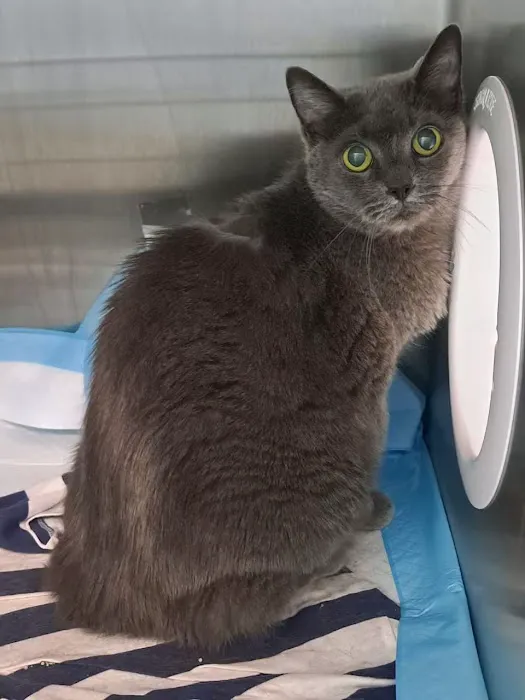 Community Cat Clinic Picture 3