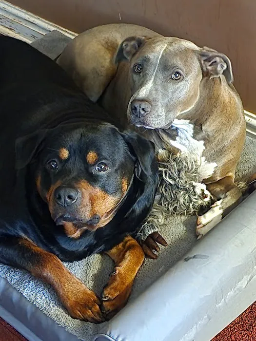 Banfield Pet Hospital Picture 1