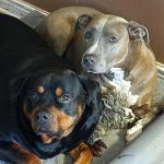 Banfield Pet Hospital