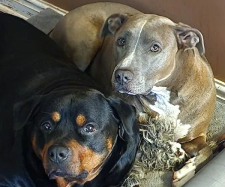 Banfield Pet Hospital