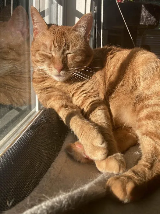 Sweet Dreams In-Home Pet Euthanasia Picture 4