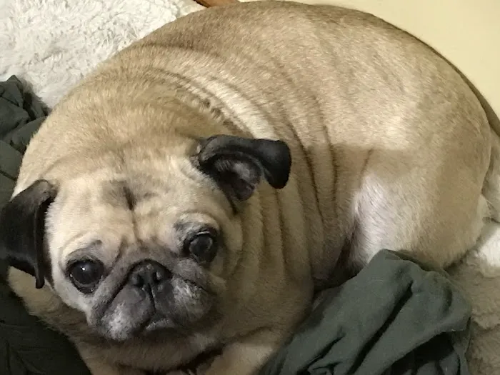 Sweet Dreams In-Home Pet Euthanasia Picture 2