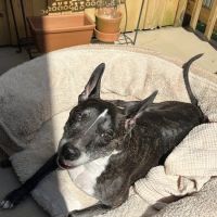 Sweet Dreams In-Home Pet Euthanasia ico