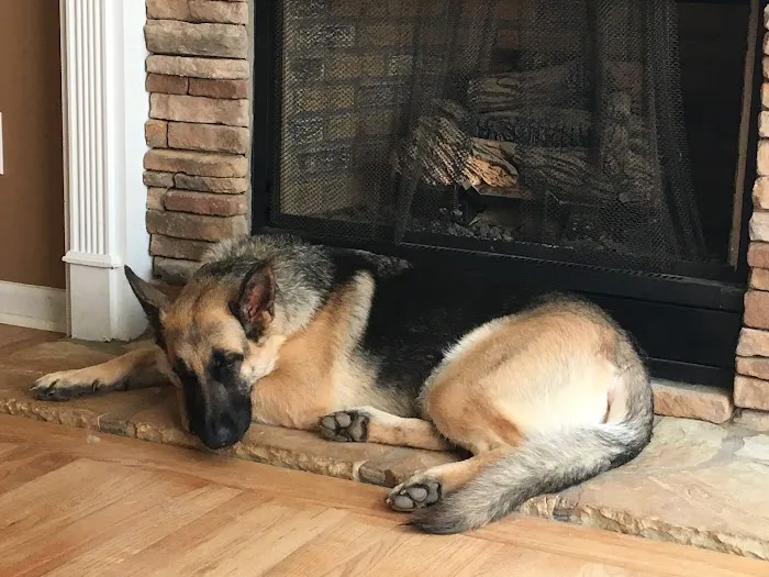 Sweet Dreams In-Home Pet Euthanasia Picture 7