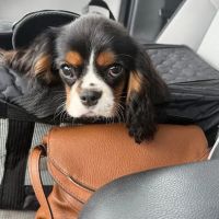 South Cherokee Veterinary Hospital ico