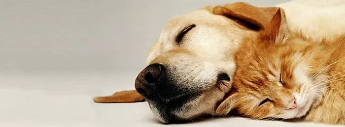 South Cherokee Veterinary Hospital Picture 6