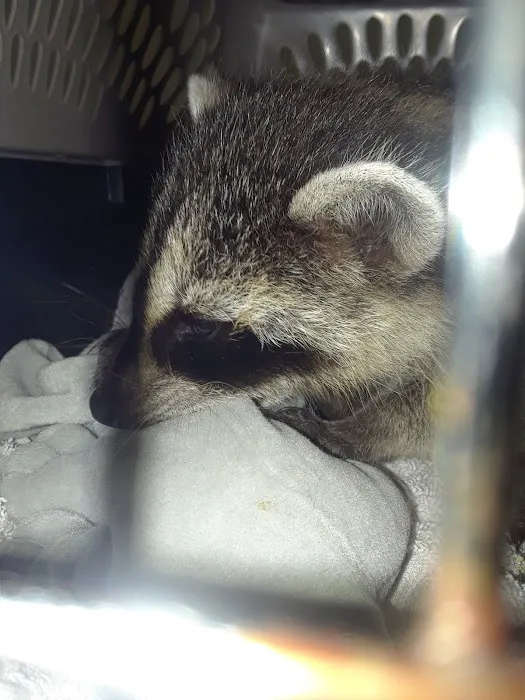 Bells Ferry Veterinary Hospital Picture 1
