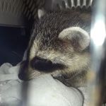 Bells Ferry Veterinary Hospital