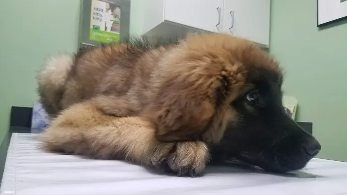 Bells Ferry Veterinary Hospital Picture 3