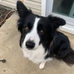 Healing Path Integrative Veterinary