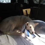 Veterinary Referral Surgical Practice