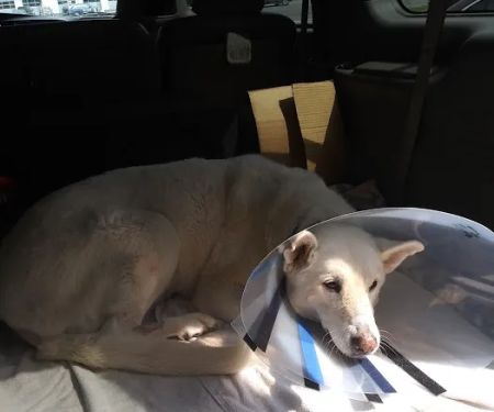Veterinary Referral Surgical Practice