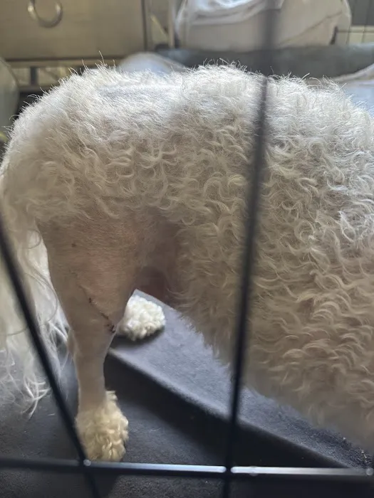 Veterinary Referral Surgical Practice Picture 8