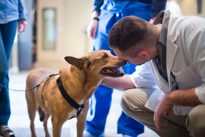 Bush Veterinary Neurology Service (BVNS) - Woodstock Picture 9