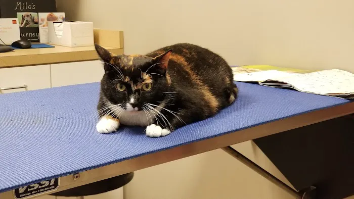 Bush Veterinary Neurology Service (BVNS) - Woodstock Picture 6