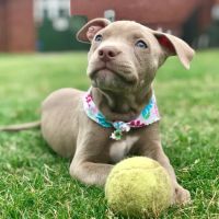 Animal Medical Center of Cumming ico