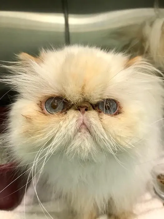 Animal Medical Center of Cumming Picture 7