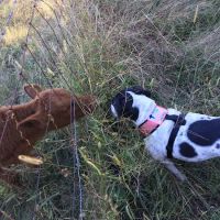 Orr Animal Hospital Inc ico