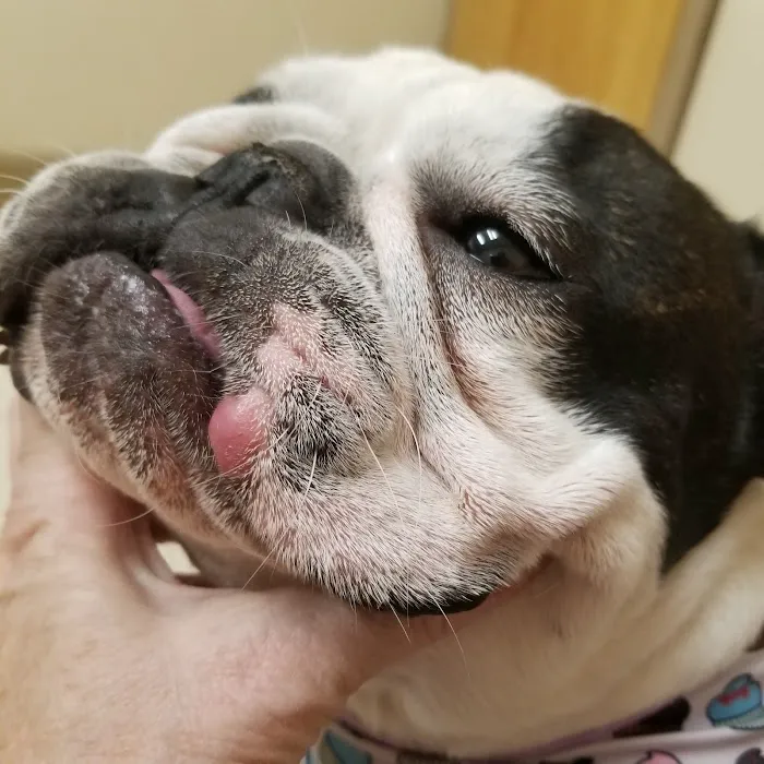 Orr Animal Hospital Inc Picture 4