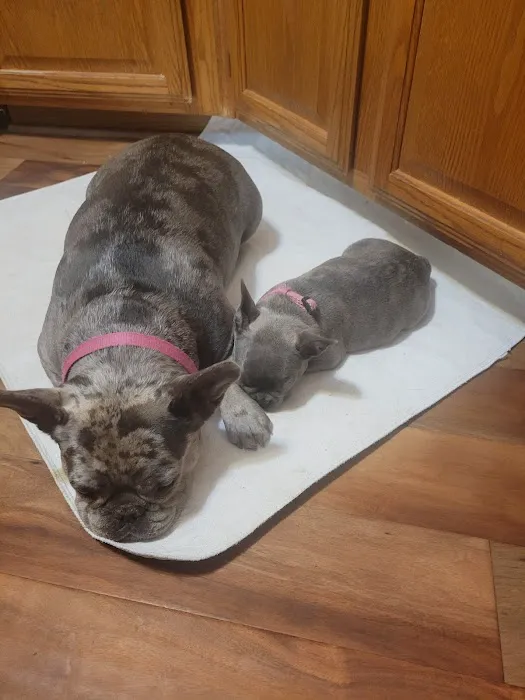Orr Animal Hospital Inc Picture 10