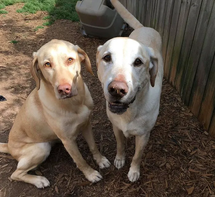 Just Pets Veterinary Hospital Picture 8