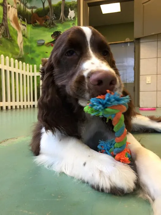 Just Pets Veterinary Hospital Picture 4
