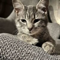 South Forsyth Animal Hospital ico